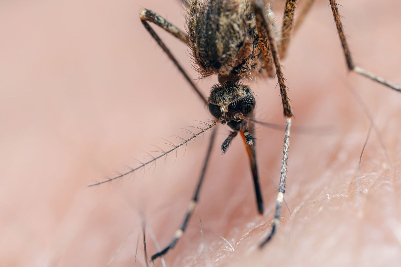 The Buzz on Mosquitoes – Why They’re More Than Just an Itchy Nuisance
