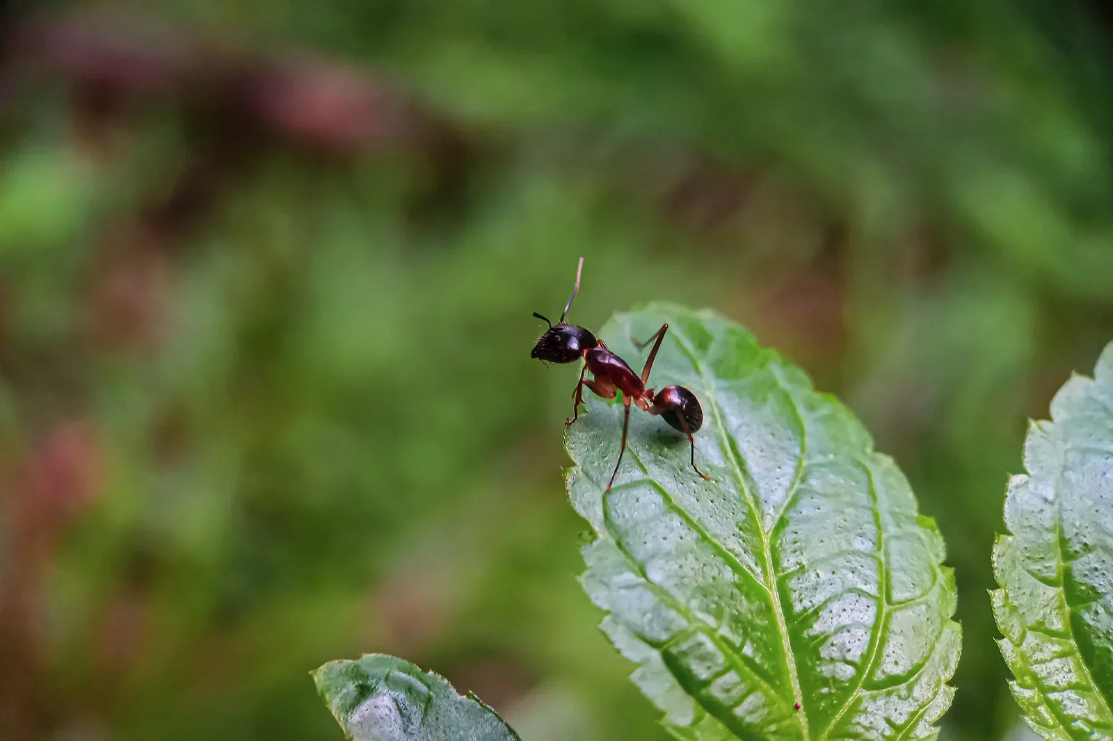 Spring Has Sprung… and So Have the Ants