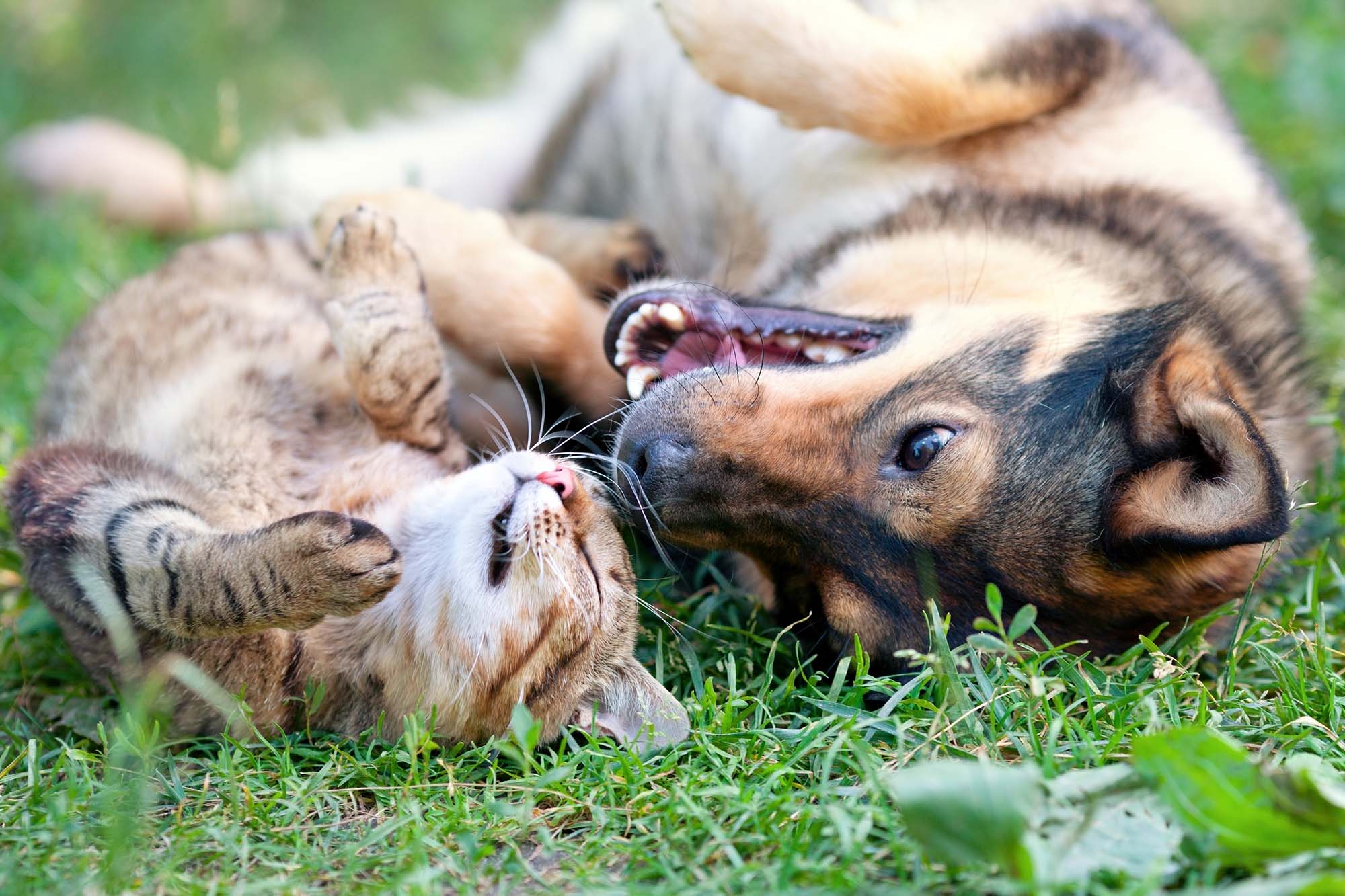 Mosquitoes & Pets: Protecting Dogs, Cats, and Backyard Chickens from Bite to Beak